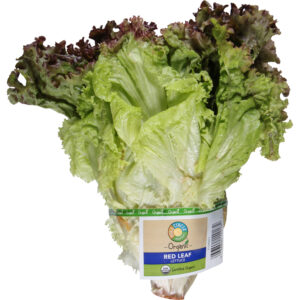 Full Circle Market Organic Red Leaf Lettuce 1 ea